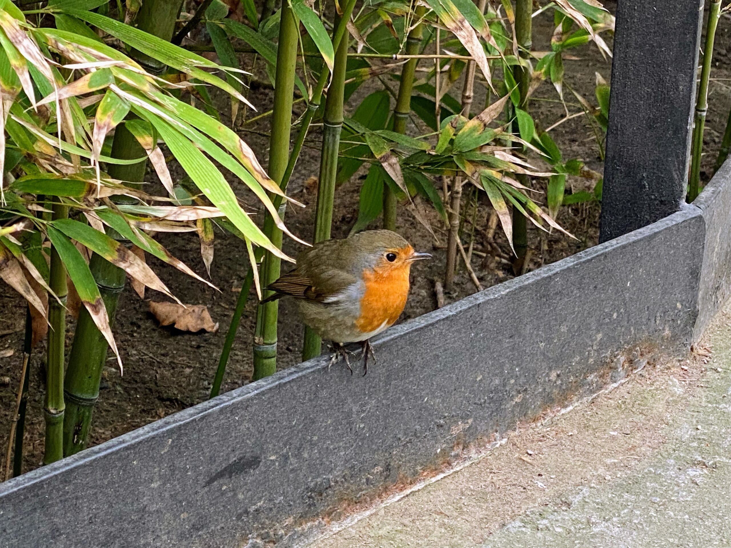 Pajarito y naturaleza Portada del post Elegir el mejor colegio para tu hijo