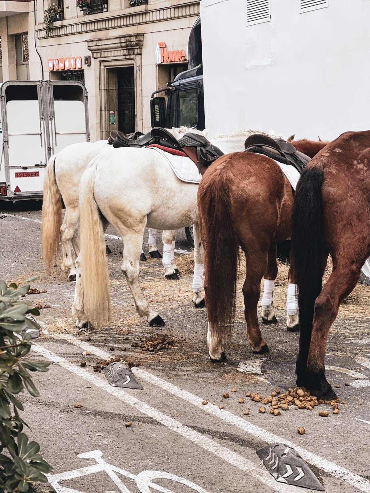 Caballos Fiesta Sant Medir