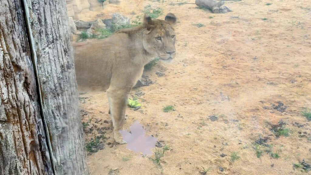 Cómo Explicar a tu Hijo que Comemos Animales Muertos